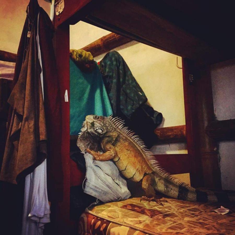 My Little House Surf&Backpacker Hostel 몬따니따 외부 사진